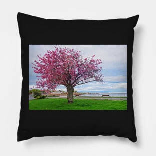 Lynn Shore Drive Spring Cherry Blossoms Lynn MA Pillow