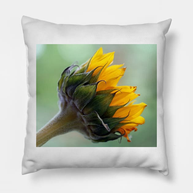 A sunflower Pillow by ikshvaku