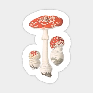 Vintage Mushroom Illustration Magnet