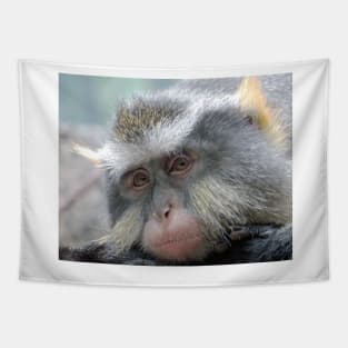 Macaque,Relaxing,Old World Monkeys Tapestry