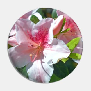 Encore Azalea Flowers Pin