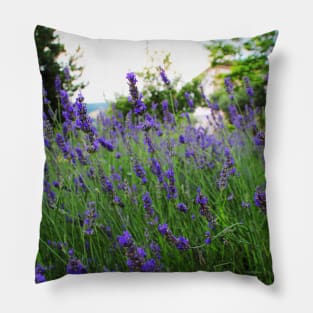 A field of fragrant lavender Pillow