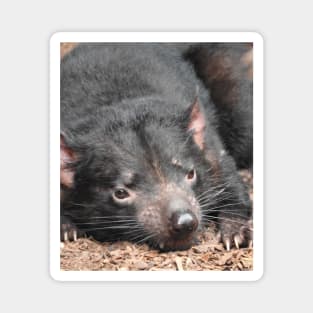 Tasmanian Devil Magnet