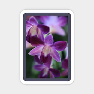 purple orchid Magnet