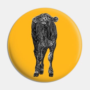 South Devon baby cow calf Pin