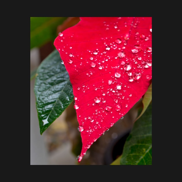 Poinsettia with raindrops by mariola5