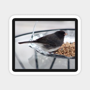 Junco No.1 Magnet