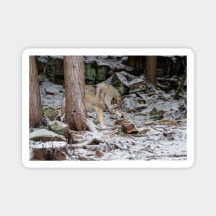 Eastern Gray Wolf Magnet