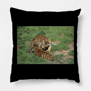 Tiger Cubs Pillow