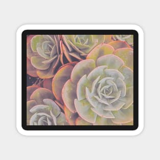 Green and pink succulent Magnet