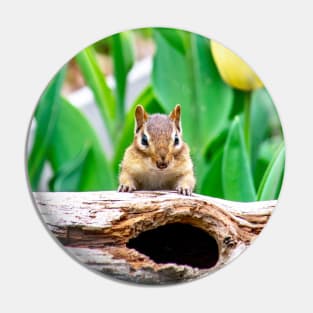 Chipmunk in a spring bed of tulips Pin