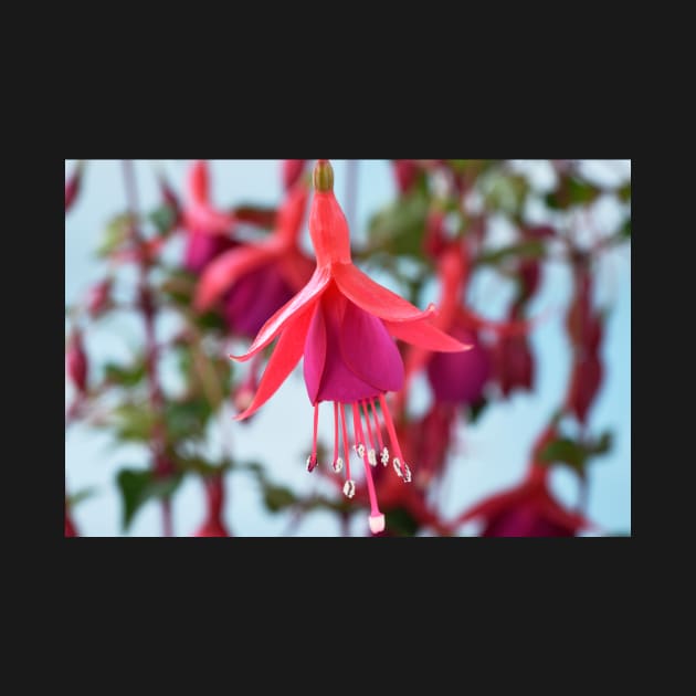 Fuchsia &#39;Pink Fizz&#39; by chrisburrows