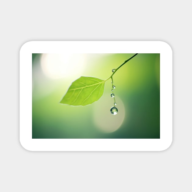 Leaf Water Drop Nature Serene Tranquil Magnet by Cubebox