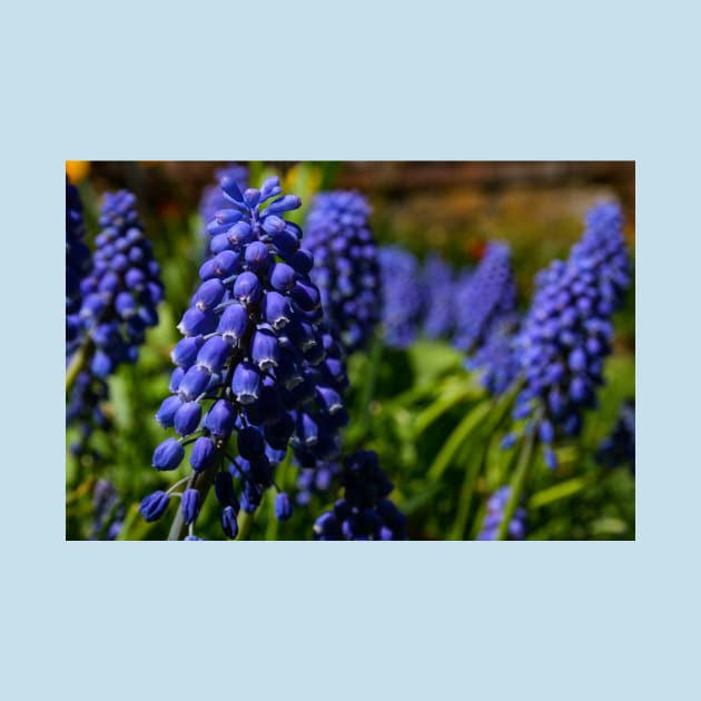 Bluebells by Rob Johnson Photography