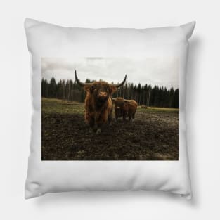 Scottish Highland Cattle Bulls 2174 Pillow