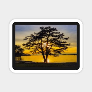 Golden Tree Magnet