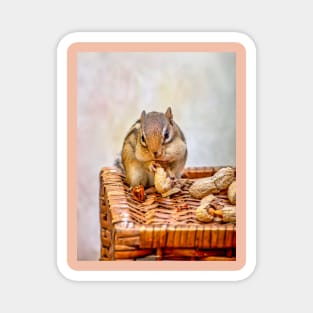 Sweet chipmunk shares a peanut Magnet