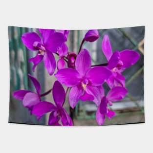 Purple Orchids (Spathoglottis plicata) Tapestry