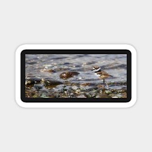 Baby Killdeer on a Stroll Magnet