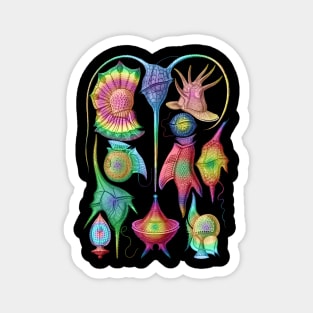 Ernst Haeckel  Rainbow  Peridinea Algae Magnet