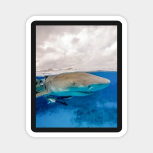 Lemon Shark at the Surface Magnet