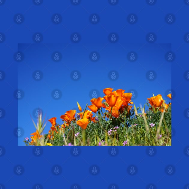 California Poppies and Blue Skies Photograph by bumblefuzzies