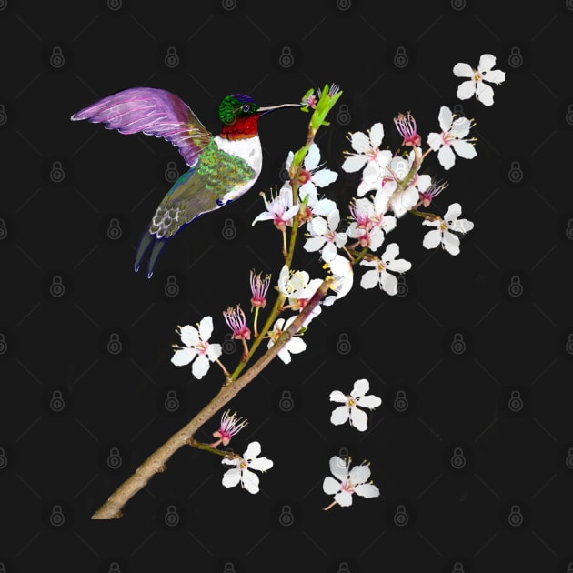 Bird Humming bird extracting nectar from the First cherry blossoms of spring. Japanese Sakura by Artonmytee