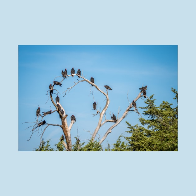 Tree of Vultures by Debra Martz by Debra Martz