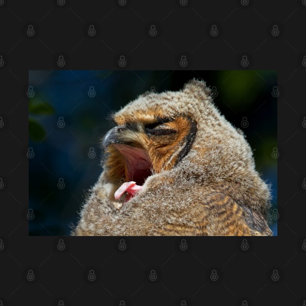 Great Horned Owlet by Jim Cumming