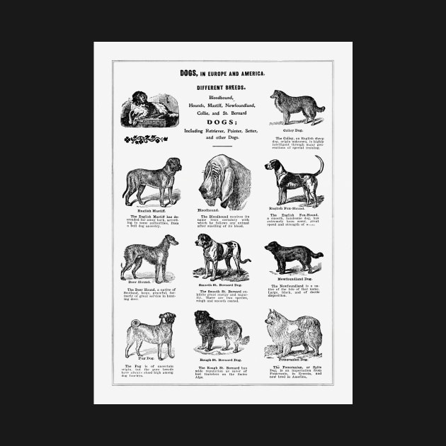 Dog Breeds 1915 by SHWILDLIFE