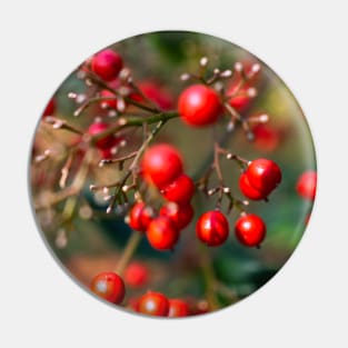 Photography - winter red berry Pin