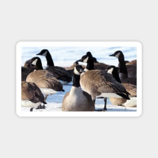 Canada Geese Standing In The Snow Magnet