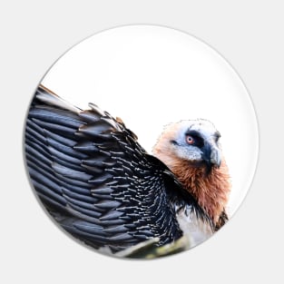 Bearded Vulture plumes Pin