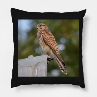 kestrel Pillow