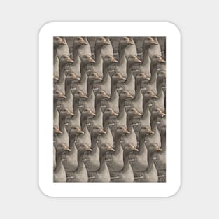 Canada Geese Magnet