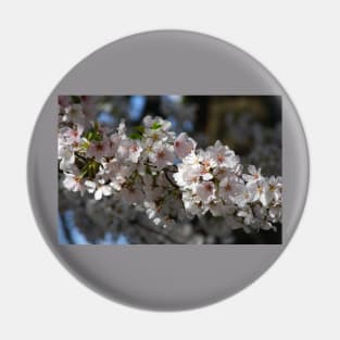 Cherry Blossoms Pin