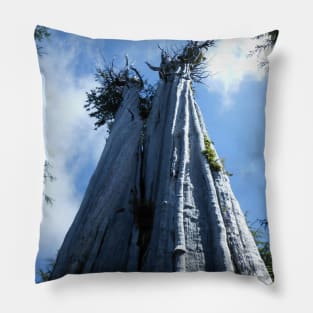 Big Cedar Tree Nature Photography Pacific Northwest Pillow