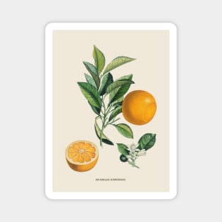 Orange Antique Botanical Illustration Magnet