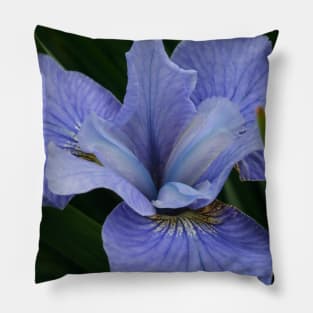 Iris Pillow