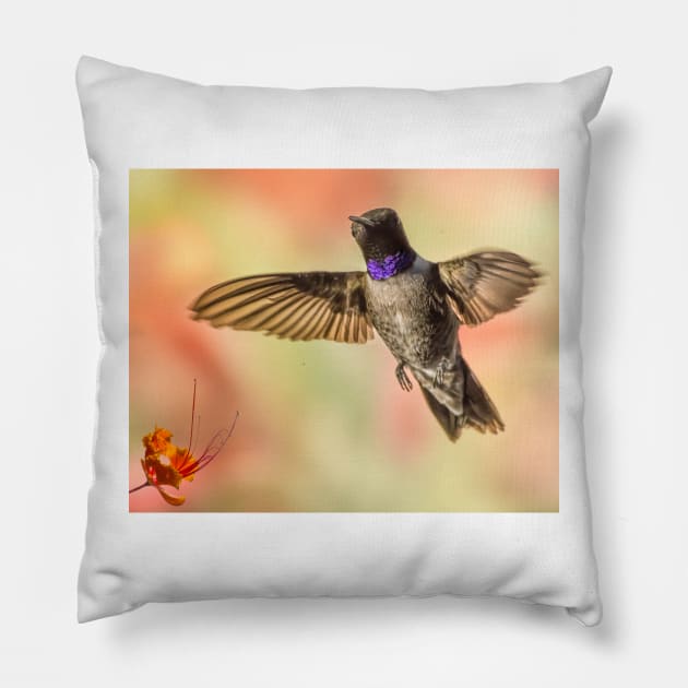 Black-chinned Hummingbird Pillow by MCHerdering