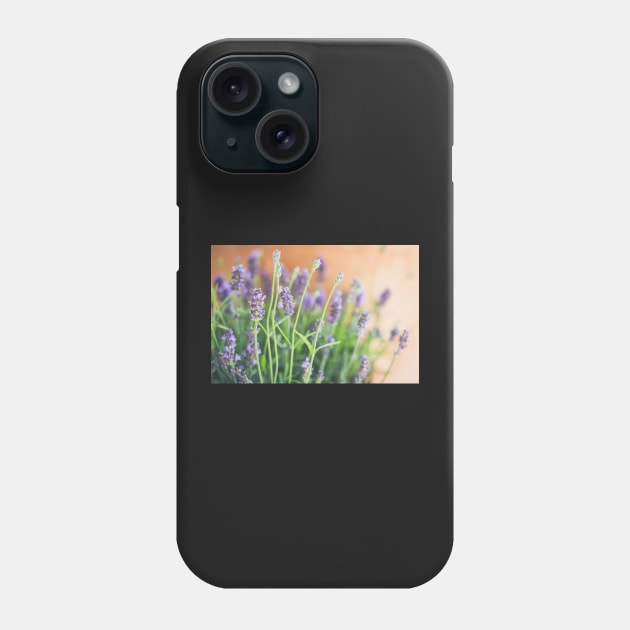 Lavender flowers in front of terracotta pot Phone Case by nobelbunt