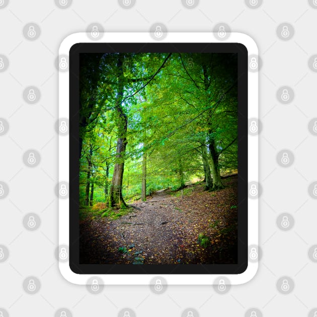 Cotswolds Forest Bridleway Magnet by Graz-Photos