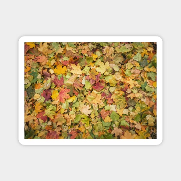 autumn season foliage Magnet by psychoshadow