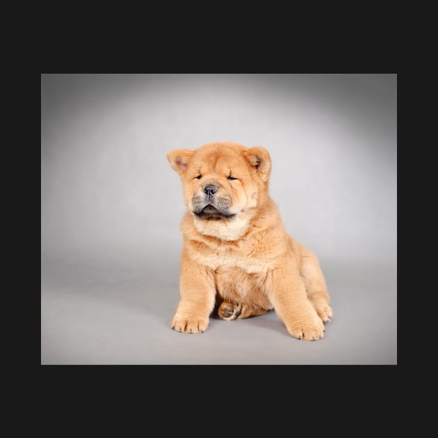 Chow chow  puppy by PetsArt