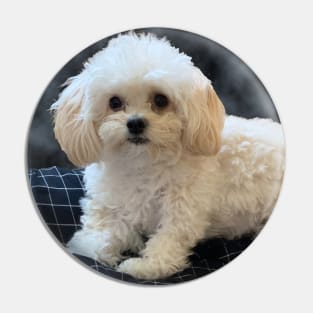 Maltipoo Love. Beautiful little dog with long silky white hair. Pin