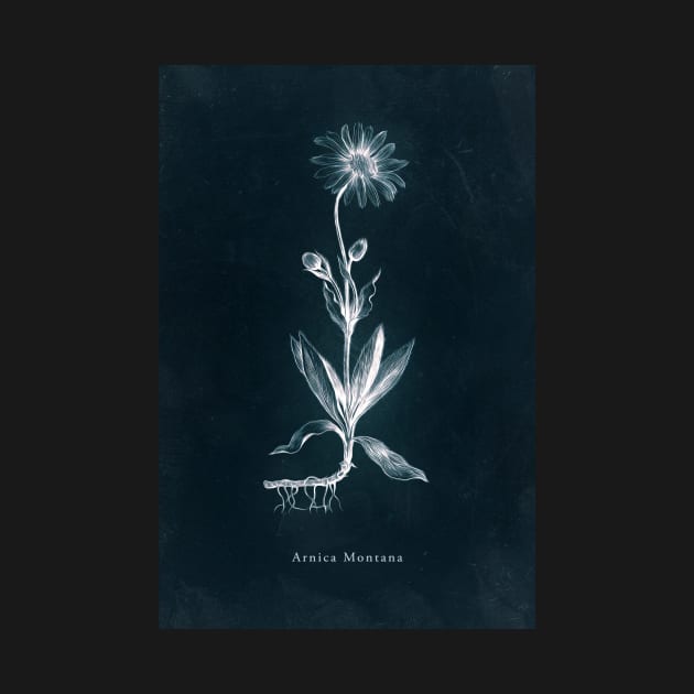 Cyanotype - Arnica Montana by PixelHunter