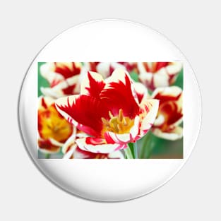 Tulipa  &#39;Grand Perfection&#39;  AGM   Triumph Group Tulip Pin