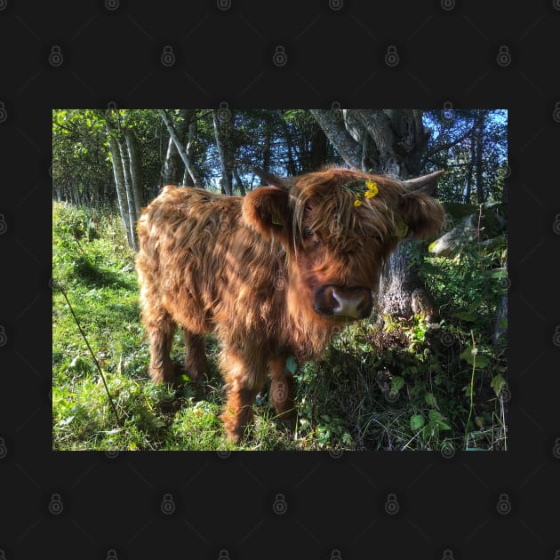 Scottish Highland Cattle Calf 2123 by SaarelaHighland