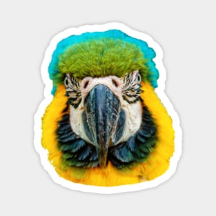 Blue and Yellow Macaw Magnet