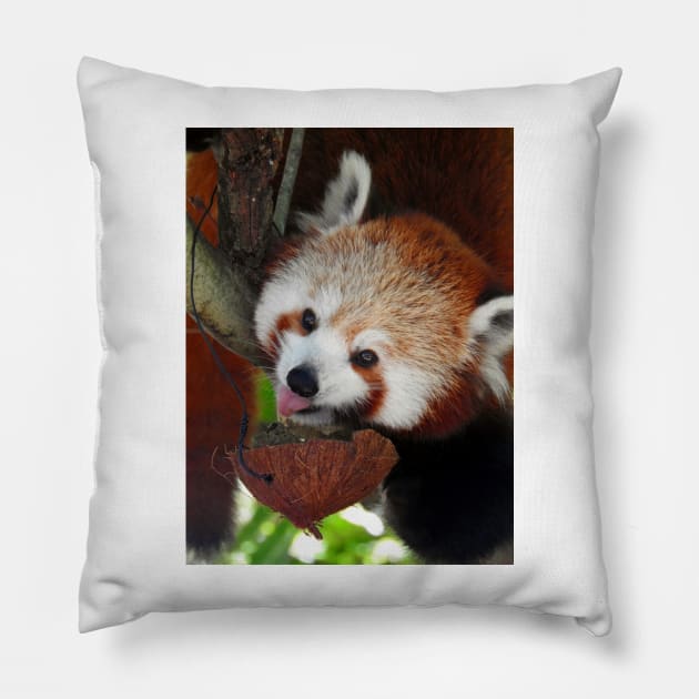 Red Panda Pillow by kirstybush